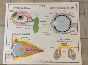 affiche carte scolaire école anatomie sciences