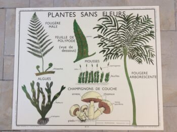 tableau pédagogique scolaire ancien les plantes sans fleurs
