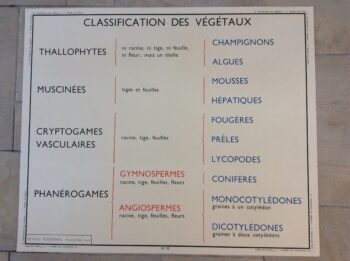 panneau pédagogique scolaire ancien la classification des végétaux