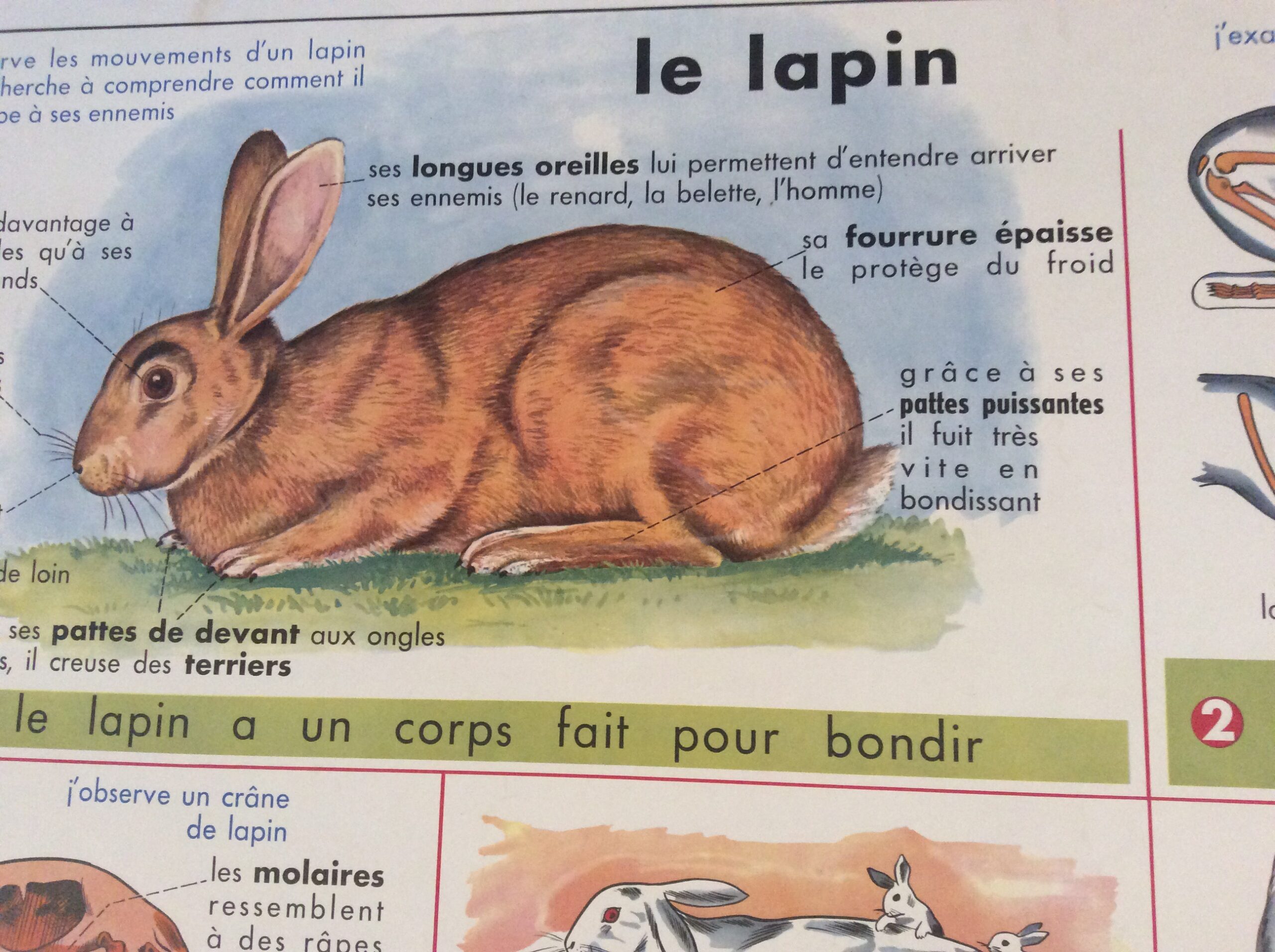 panneau pédagogique scolaire ancien le lapin