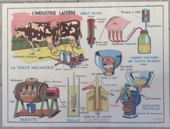Affiche Scolaire École Ferme Industrie laitière Vache Lait
