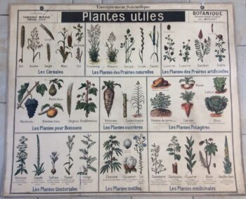 Carte Scolaire Botanique Familles Végétales Plantes Utiles Déco Vintage