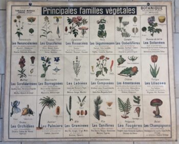 Carte Scolaire Botanique Familles Végétales Plantes Utiles Déco Vintage