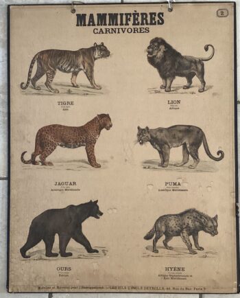 PLANCHE DEYROLLE MAMMIFÈRES CARNIVORES