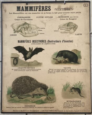 PLANCHE DEYROLLE MAMMIFÈRES VERTÉBRÉS