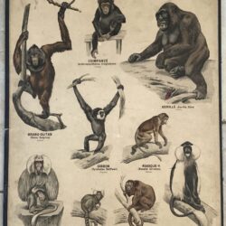 PLANCHE DEYROLLE MAMMIFÈRES PRIMATES