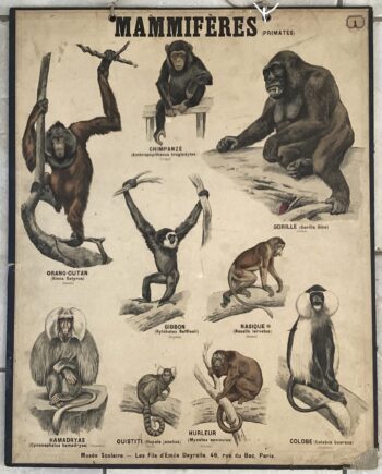 PLANCHE DEYROLLE MAMMIFÈRES PRIMATES