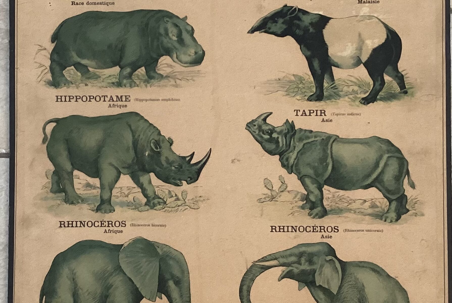 PLANCHE DEYROLLE MAMMIFÈRES PROBOSCIDIENS PACHYDERMES