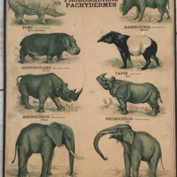 PLANCHE DEYROLLE MAMMIFÈRES PROBOSCIDIENS PACHYDERMES