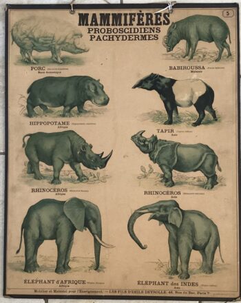 PLANCHE DEYROLLE MAMMIFÈRES PROBOSCIDIENS PACHYDERMES