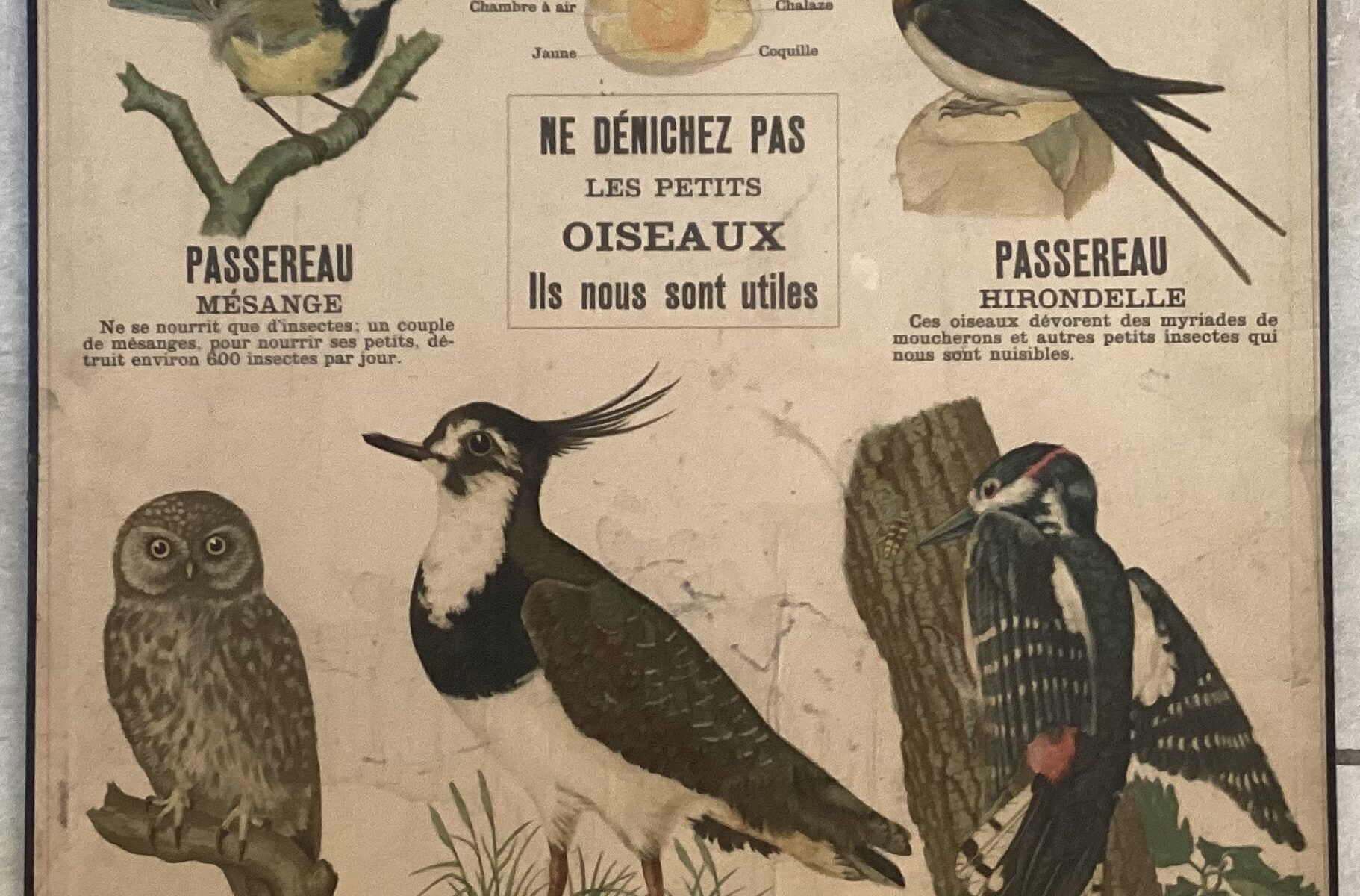 PLANCHE DEYROLLE OISEAUX VERTÉBRÉS