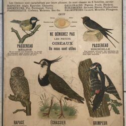 PLANCHE DEYROLLE OISEAUX VERTÉBRÉS