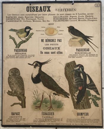 PLANCHE DEYROLLE OISEAUX VERTÉBRÉS