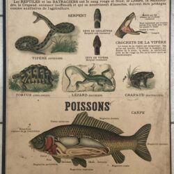 PLANCHE DEYROLLE REPTILES BATRACIENS POISSONS