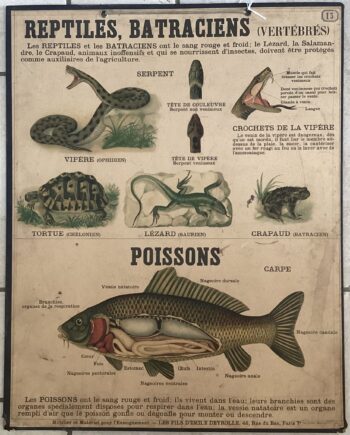 PLANCHE DEYROLLE REPTILES BATRACIENS POISSONS