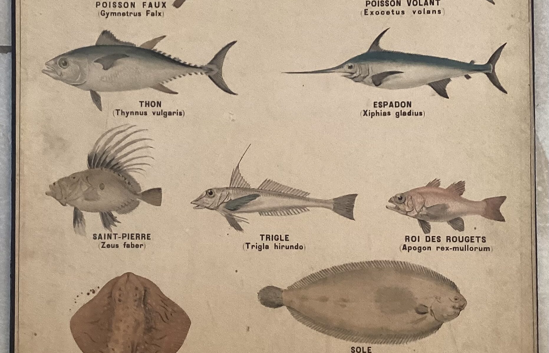 PLANCHE DEYROLLE POISSONS