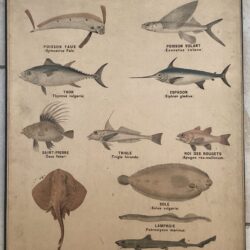 PLANCHE DEYROLLE POISSONS