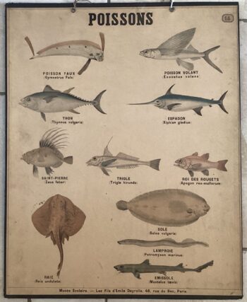 PLANCHE DEYROLLE POISSONS