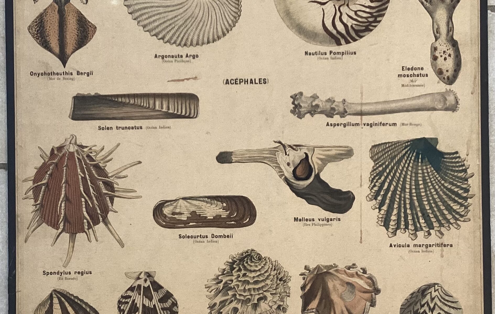 PLANCHE DEYROLLE MOLLUSQUES CÉPHALOPODES