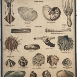 PLANCHE DEYROLLE MOLLUSQUES CÉPHALOPODES