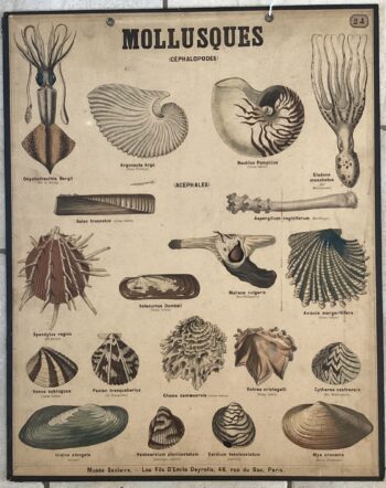 PLANCHE DEYROLLE MOLLUSQUES CÉPHALOPODES