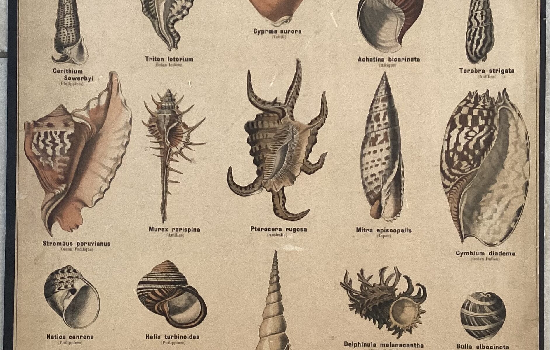 PLANCHE DEYROLLE MOLLUSQUES GASTEROPODES