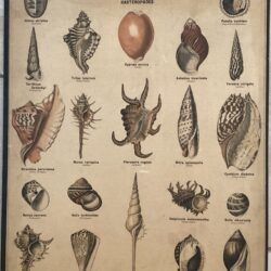 PLANCHE DEYROLLE MOLLUSQUES GASTEROPODES