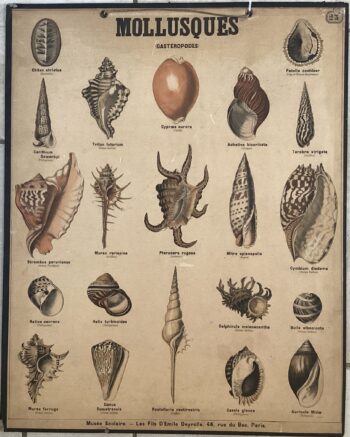 PLANCHE DEYROLLE MOLLUSQUES GASTEROPODES