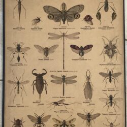 PLANCHE DEYROLLE INSECTES