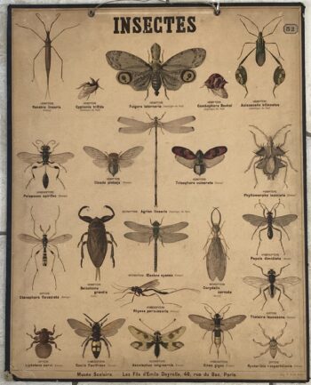 PLANCHE DEYROLLE INSECTES