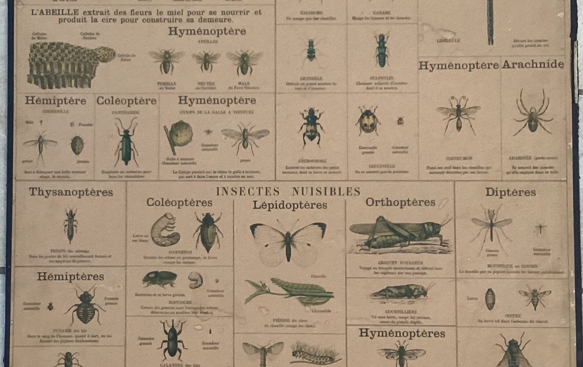 PLANCHE DEYROLLE INSECTES UTILES AUXILIAIRES NUISIBLES