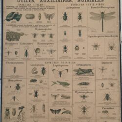 PLANCHE DEYROLLE INSECTES UTILES AUXILIAIRES NUISIBLES