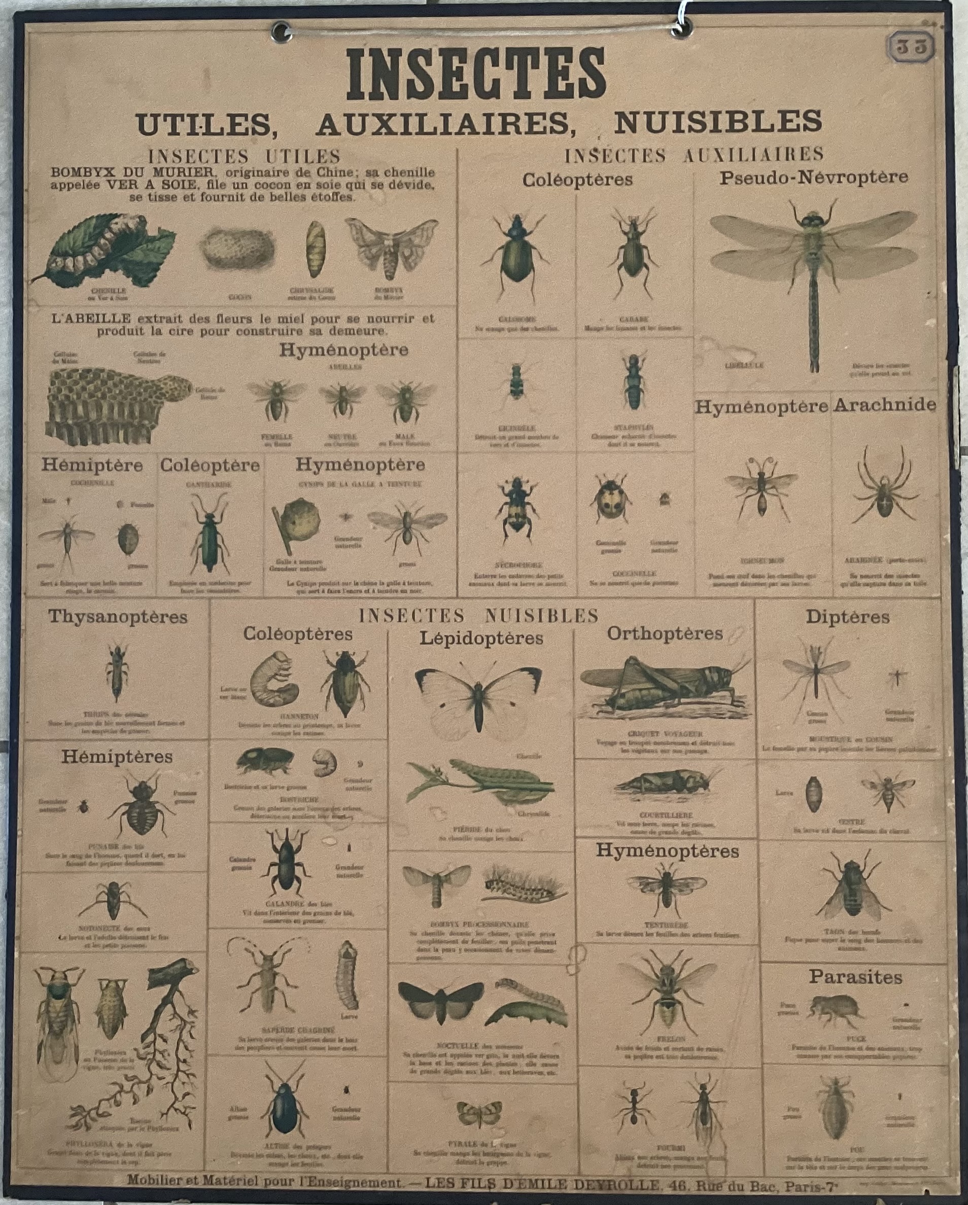 PLANCHE DEYROLLE INSECTES UTILES AUXILIAIRES NUISIBLES